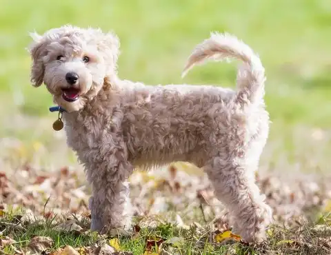 Bichon frise allergie