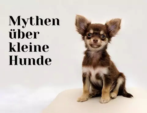 Mythen kleine Hunde