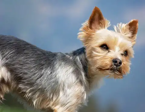 Yorkshire-Terrier-allergie