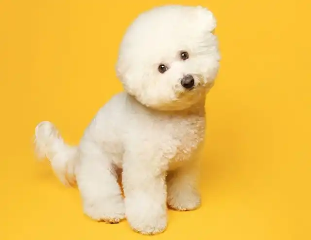 bichon