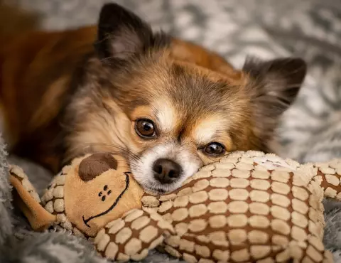 hund mit spielzeug