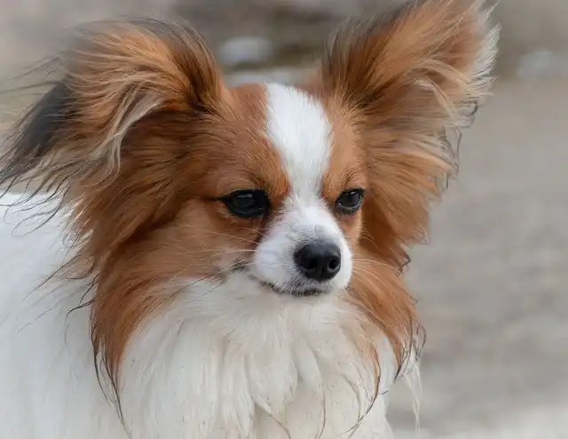 papillon