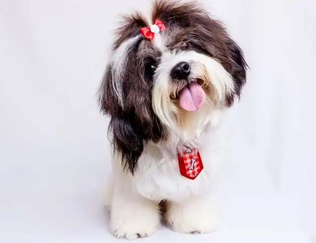 shihtzu